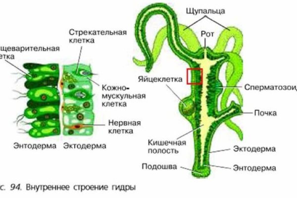 Кракен актуальное зеркало 2kmp